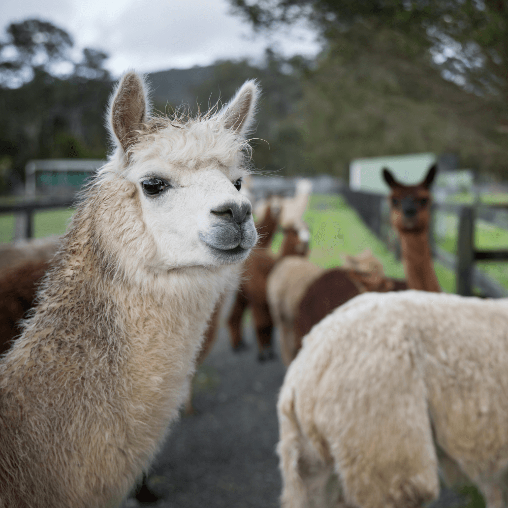 Alpaca Farm