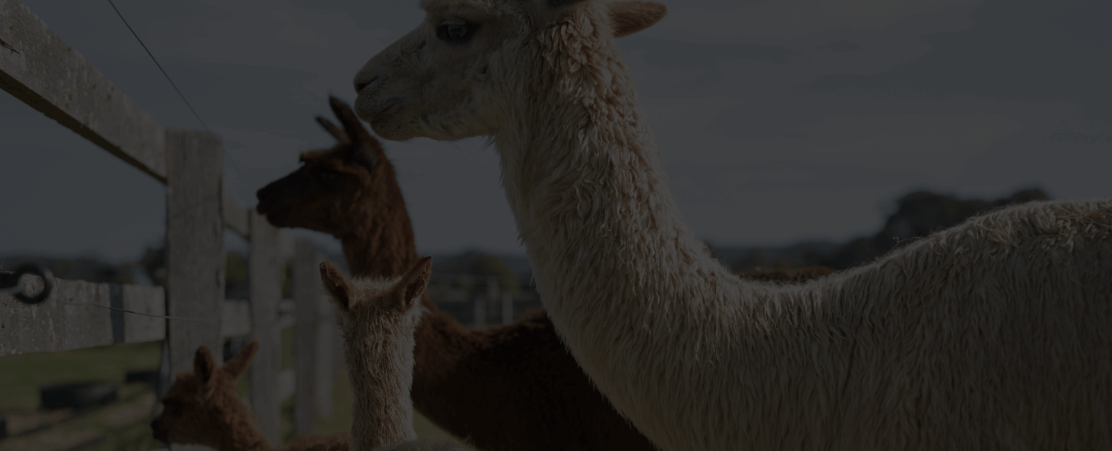 Alpaca Time Farm